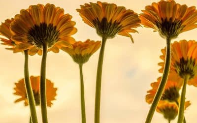 Weight Watchers … pour prendre soin de soi?