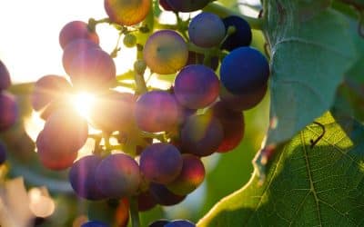 Pleine conscience alimentaire : 7 principes à appliquer