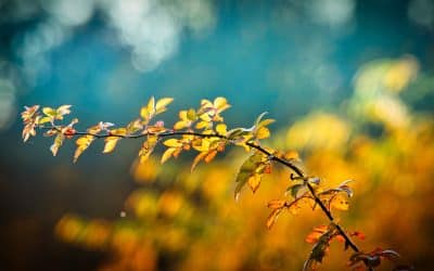 Coaching alimentaire : 5 raisons de faire appel à un professionnel